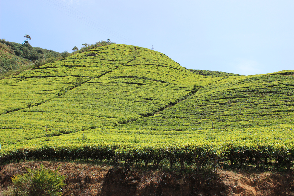 Чайные плантации