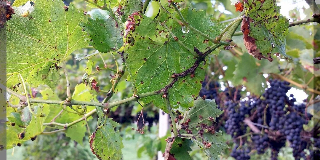 Обработка винограда от болезней после сбора урожай: чем обработать виноград от болезней до проведения осенней искореняющий обработки