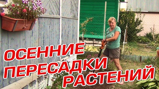 Descargar video: ОСЕННИЕ ПЕРЕСАДКИ РАСТЕНИЙ