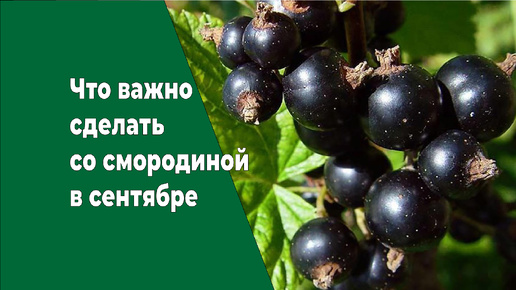 Что важно сделать со смородиной осенью, чтобы увеличить урожай в следующем году.