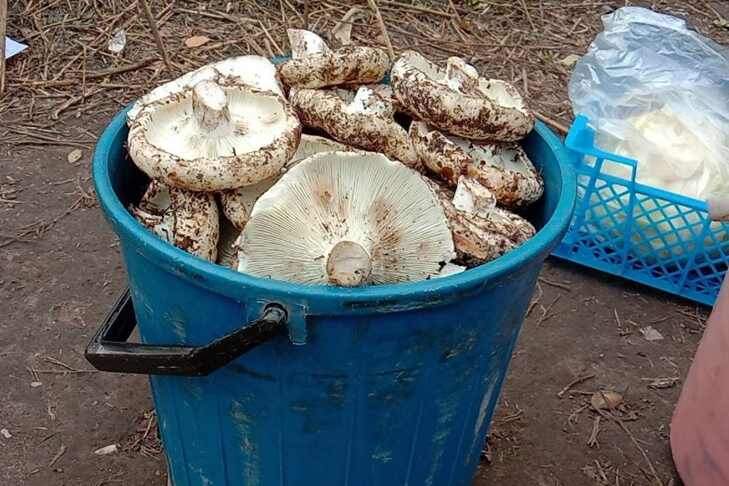   Такое ведро груздей стоит в Новосибирске около 1000 рыблей. Фото автора