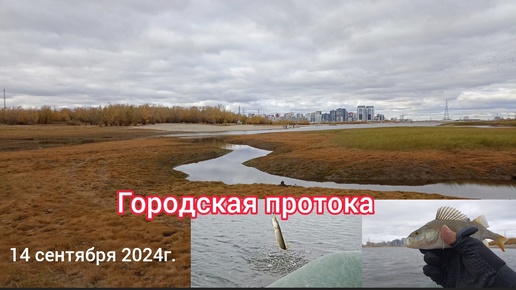 Городская протока. 14 сентября 2024г.