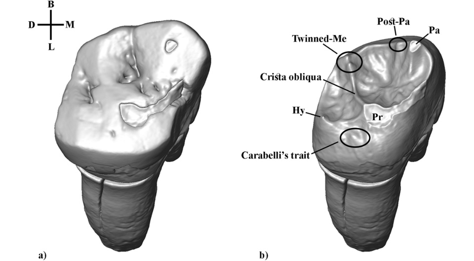   Andrea Picin et al. / Scientific Reports, 2020