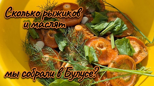 Сколько грибов мы собрали в Булусе ? Иркутск - Булуса... Работы в огороде. В Иркутске очень холодно...