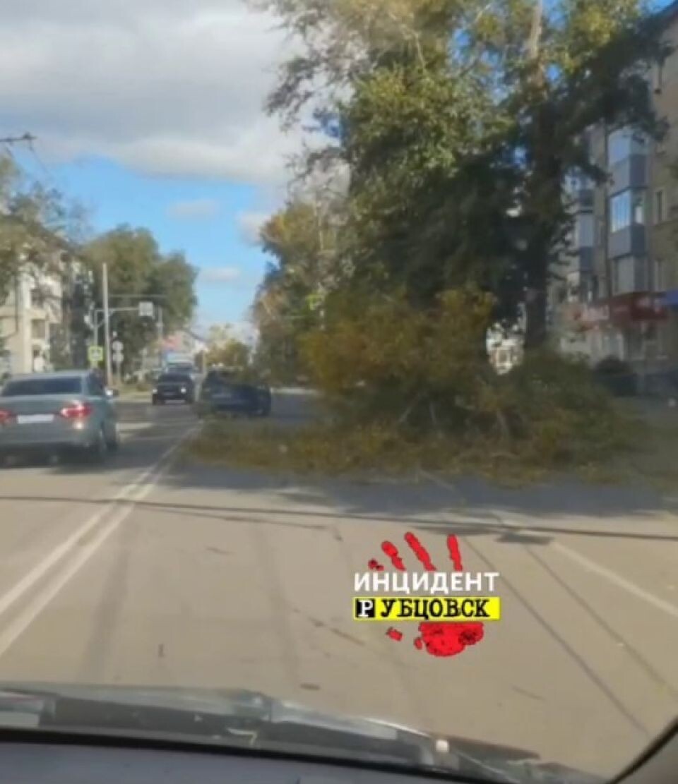    Дерево рухнуло на троллейбусную линию. Источник: кадр видео, t.me/rbk_inc