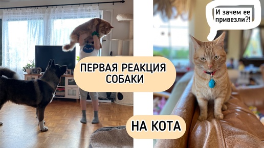 Приехали в гости, реакция нашей Акиты на чужого кота #собака #акита #американскаяакита #кот