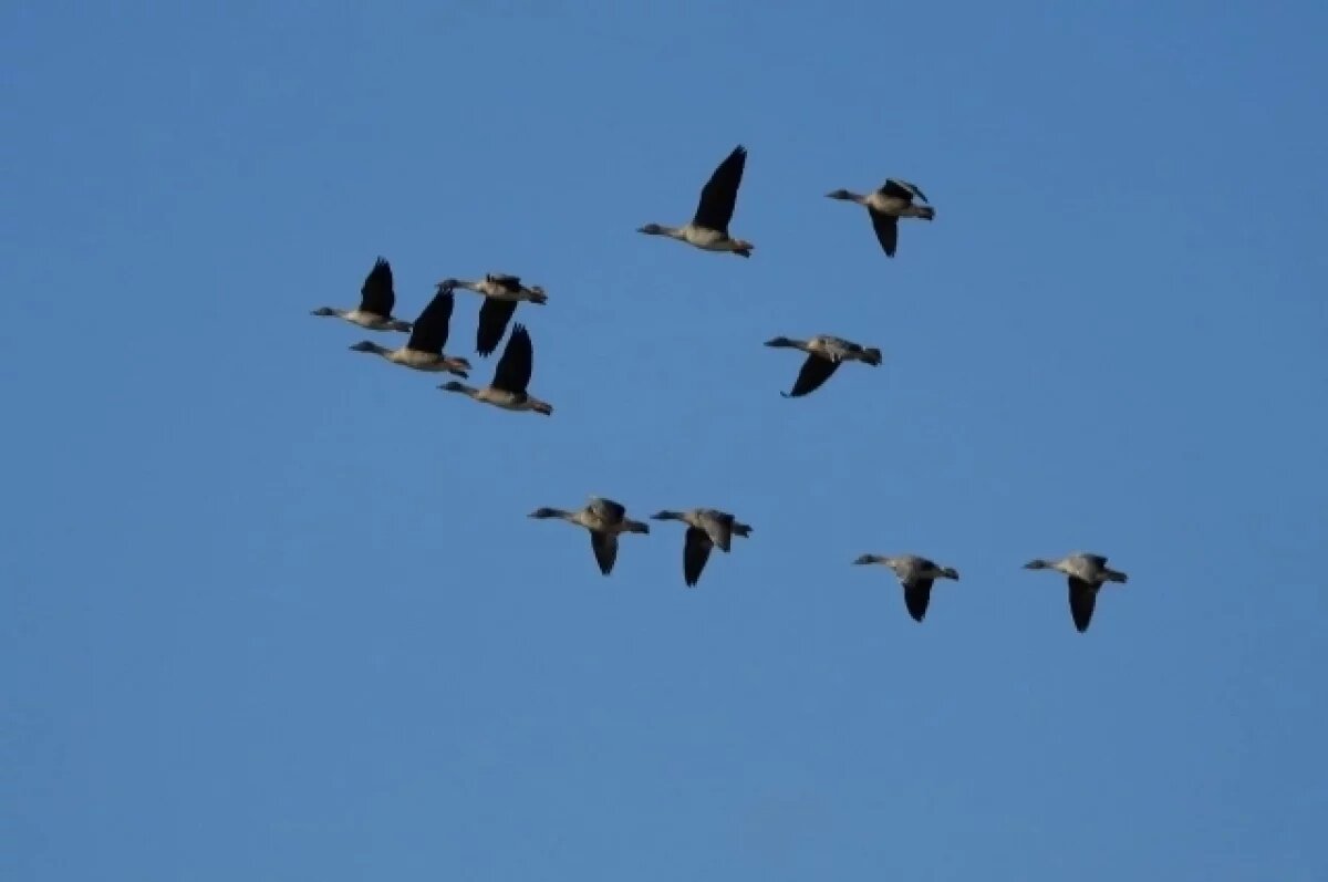    Уникальный авиаучёт птиц проходит в Корякском заповеднике на Камчатке