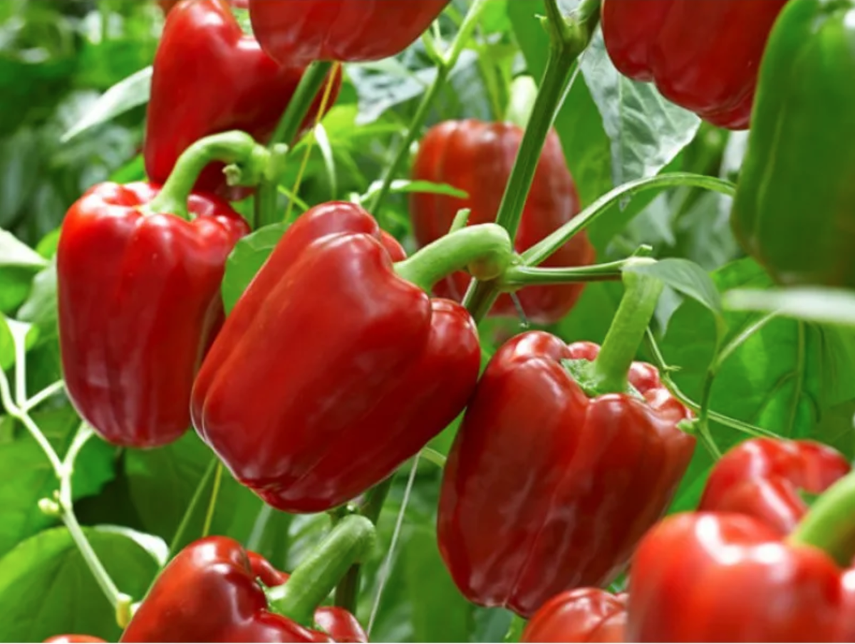 Разборки с перцем