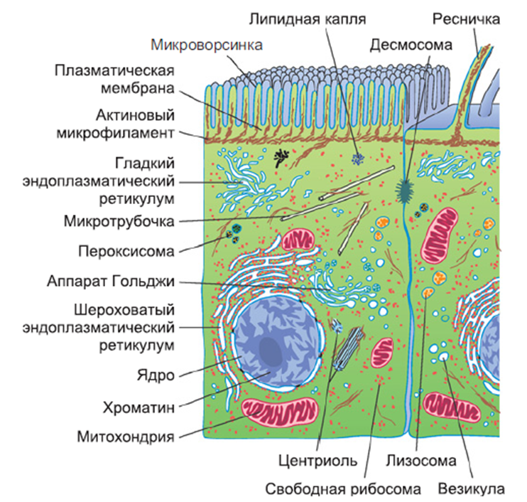 БИОФИЗИКА МЕМБРАН - АНТОНОВ В.Ф.