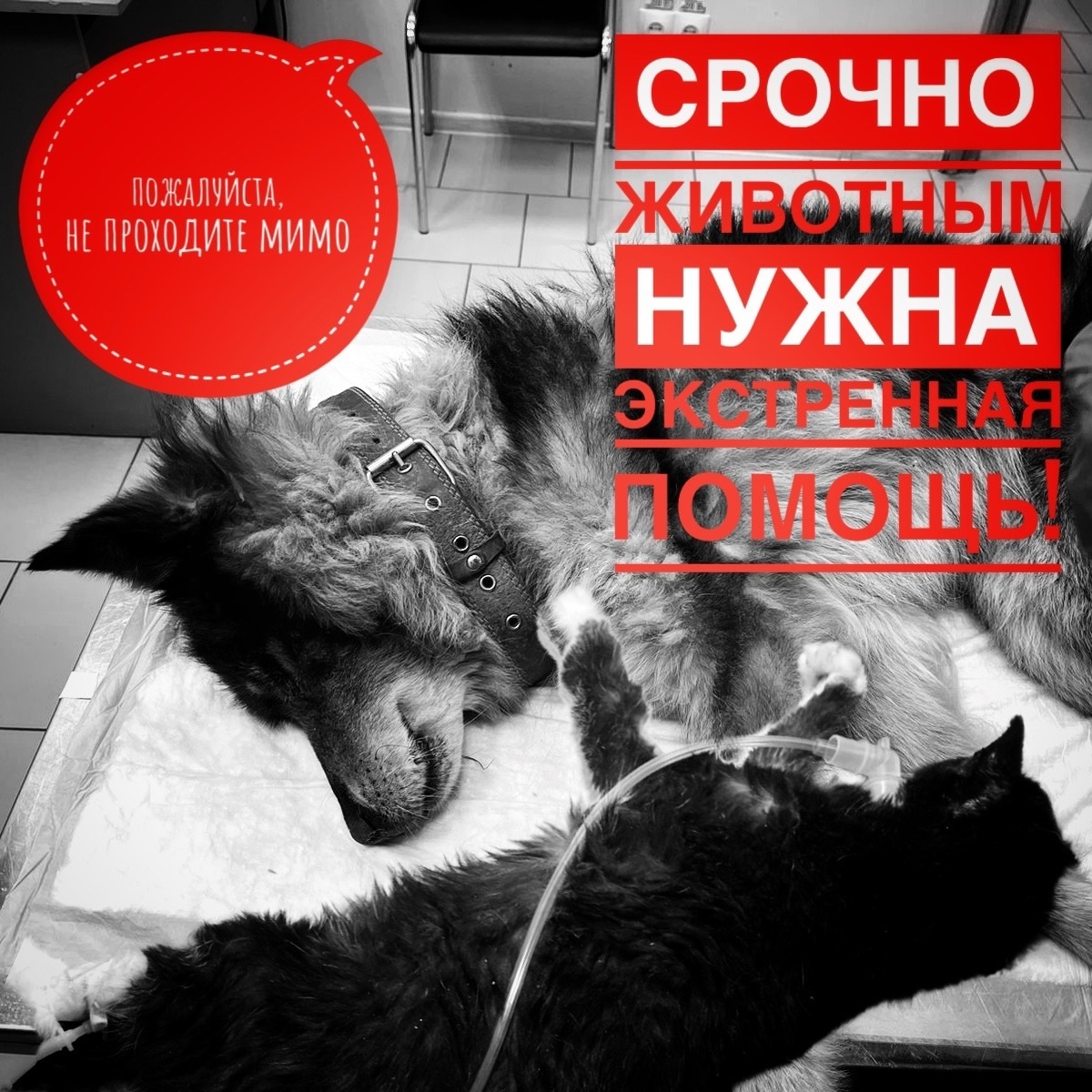 Мы уже не можем им помочь… Нет лекарств, нет денег на обследования