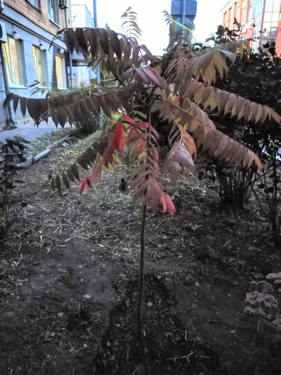 Сумах сажала уже ближе к вечеру. Фото автора канала