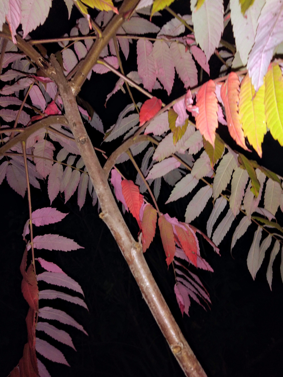 3-х летний саженец Сумаха. Фото автора канала