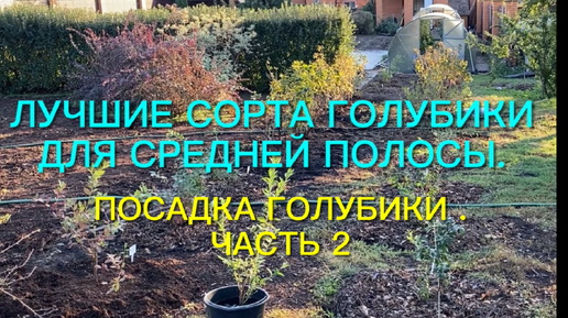 Лучшие сорта голубики для средней полосы. Посадка голубики. Часть 2.🌿🌿🌿