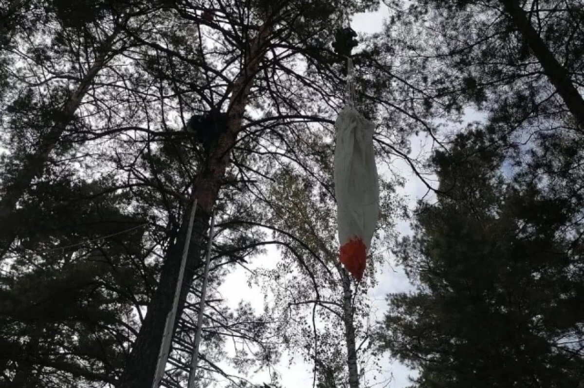    Жительница Барнаула застряла на дереве после неудачного прыжка с парашютом