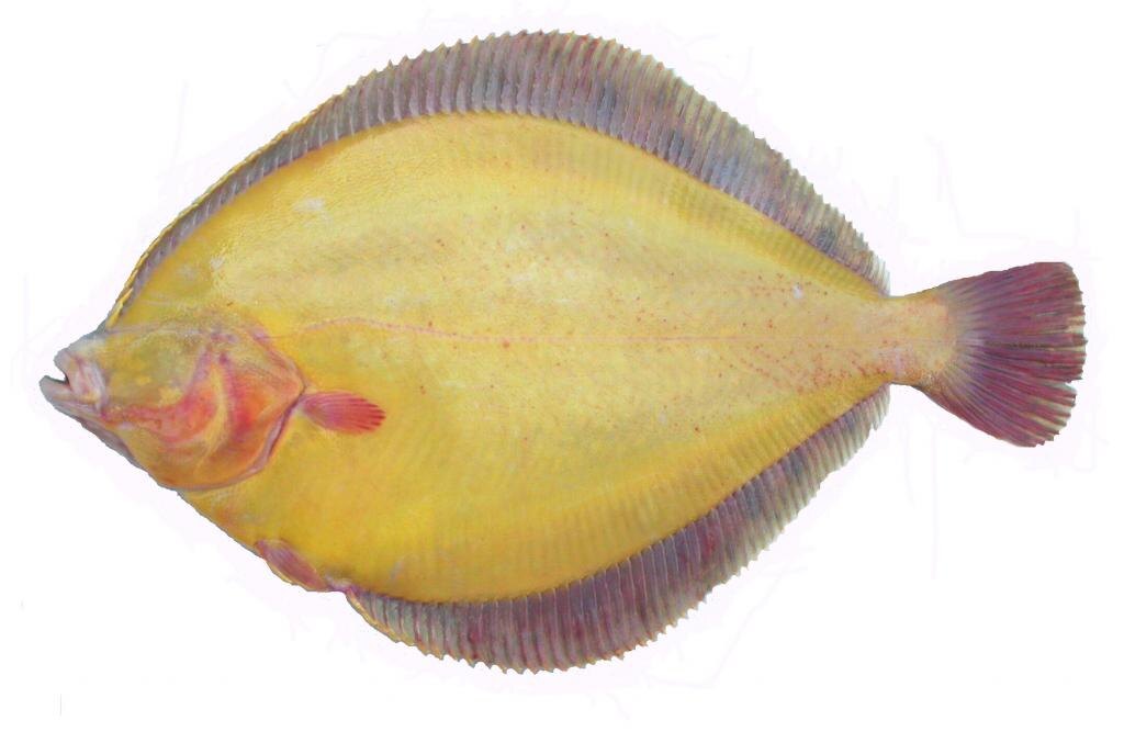 фото из Интернет.