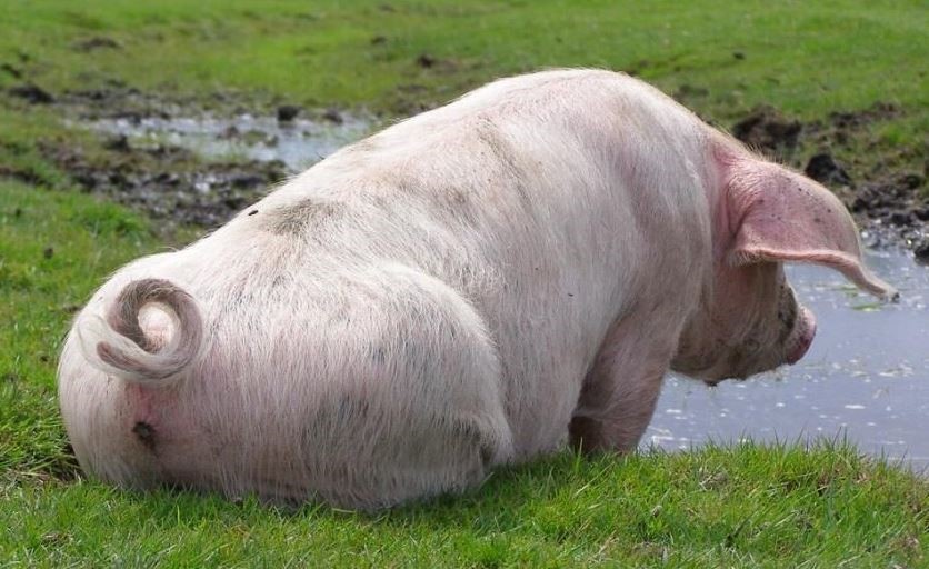 Фото с сайта https://armit.ru/