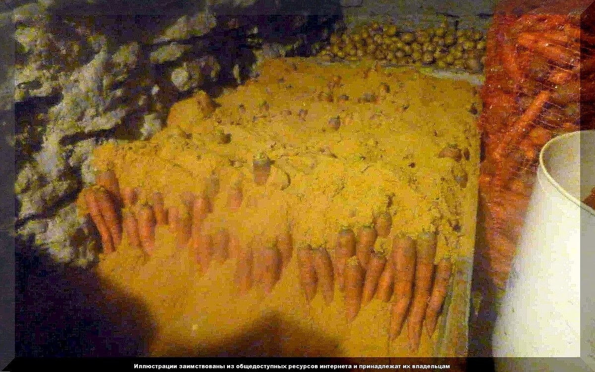 https://vk.com/photo-159774511_457266803. Хранение моркови в песке
