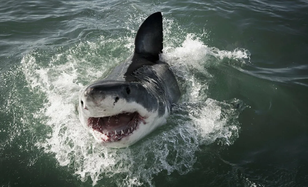 Белая акула (Carcharodon carcharias)