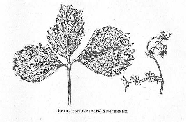 Белая пятнистость земляники