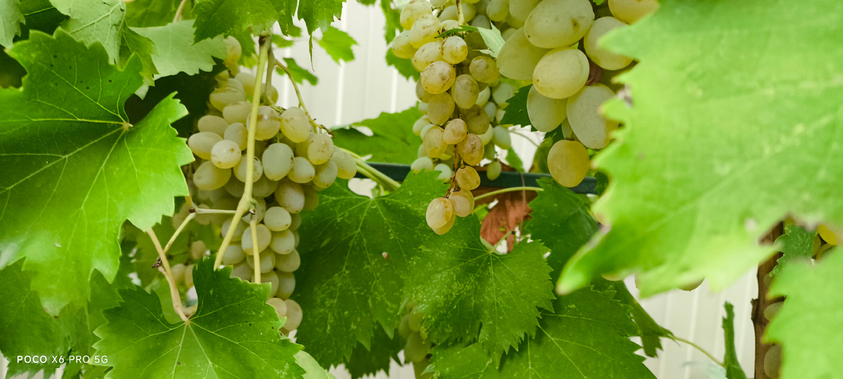 Тифлокомментарий. Фото зелёного винограда с листьями. Все фото сделаны мной на Кубани в разное время 