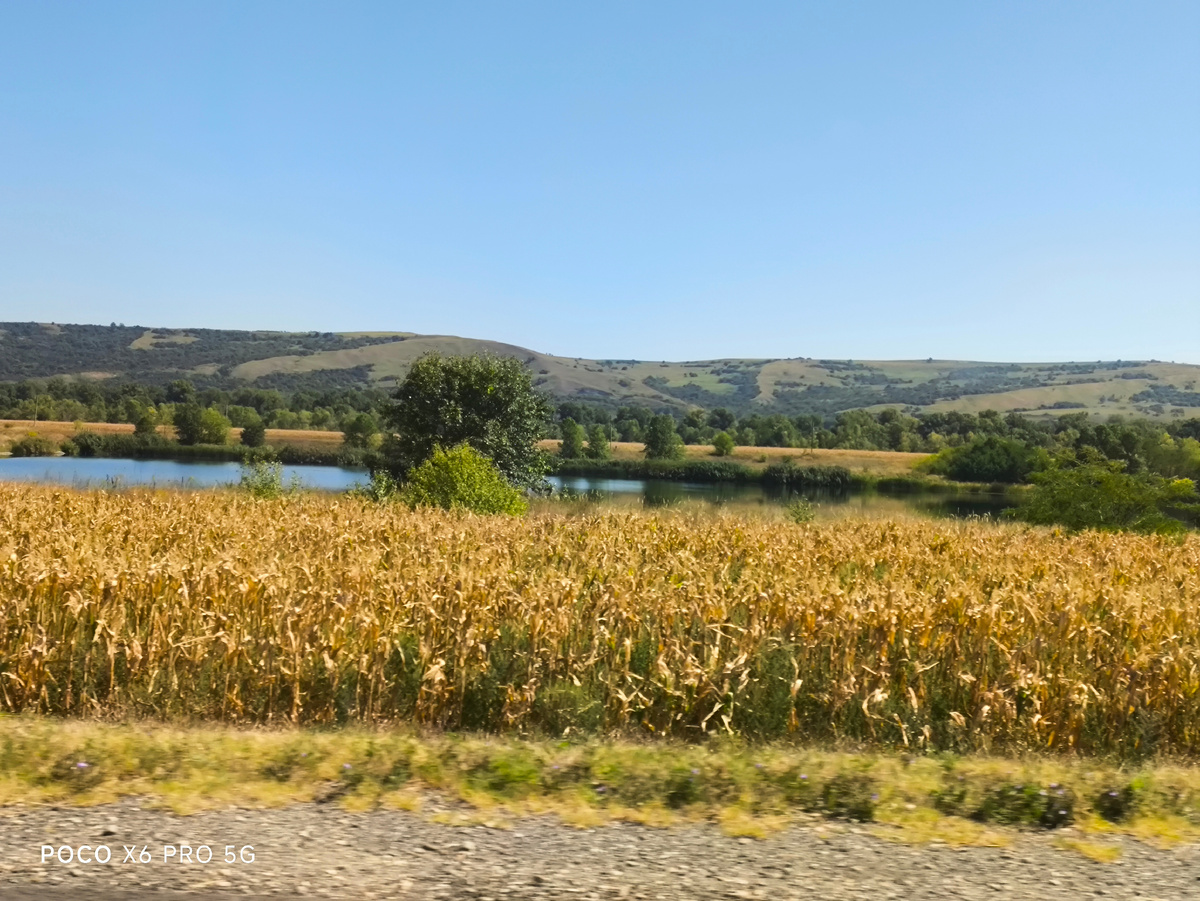 Тифлокомментарий. Пейзаж: зелёные холмы, деревья, пруд, поле с жёлтой кукурузой. Где-то в Мостовском районе Краснодарского края