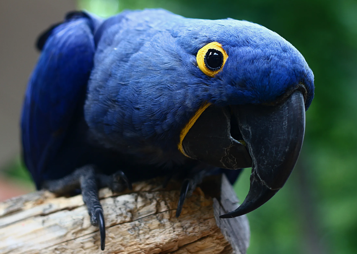 Гиацинтовый ара (Anodorhynchus hyacinthinus)