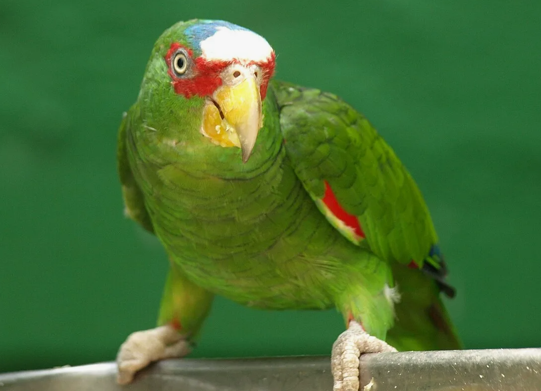 Амазонский красный (Amazona rhodocorytha)