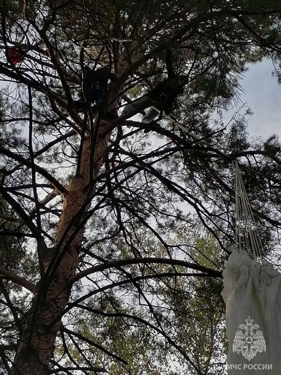    Жительница Барнаула зацепилась за сосну. Источник: t.me/mchs_official