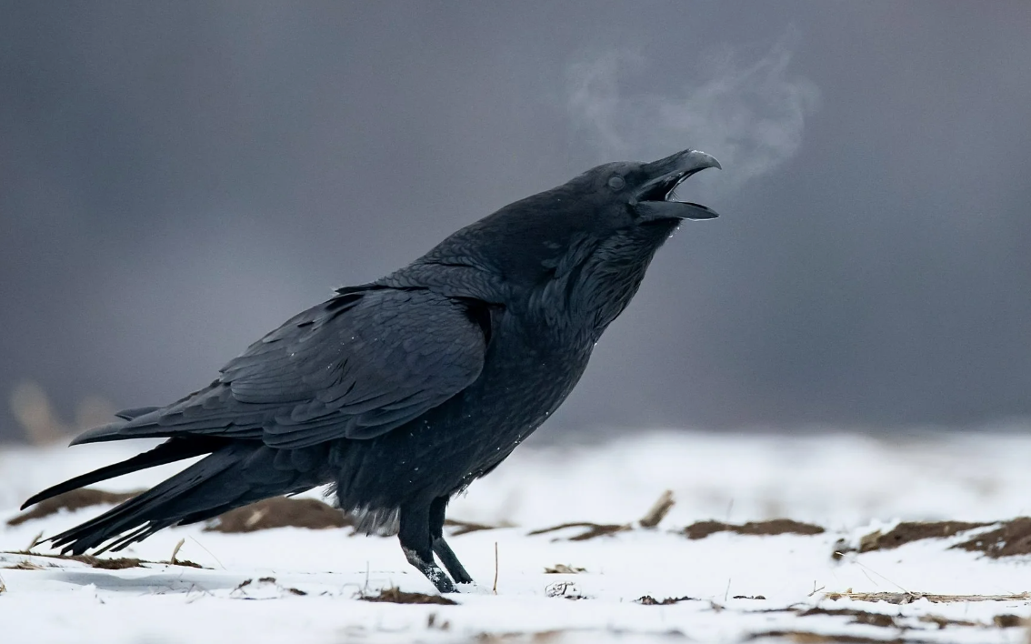 Ворон (Corvus corax)