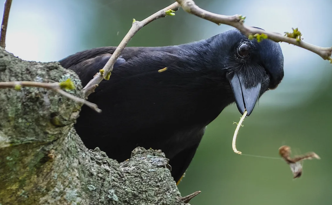 Новокаледонский ворон (Corvus moneduloides)