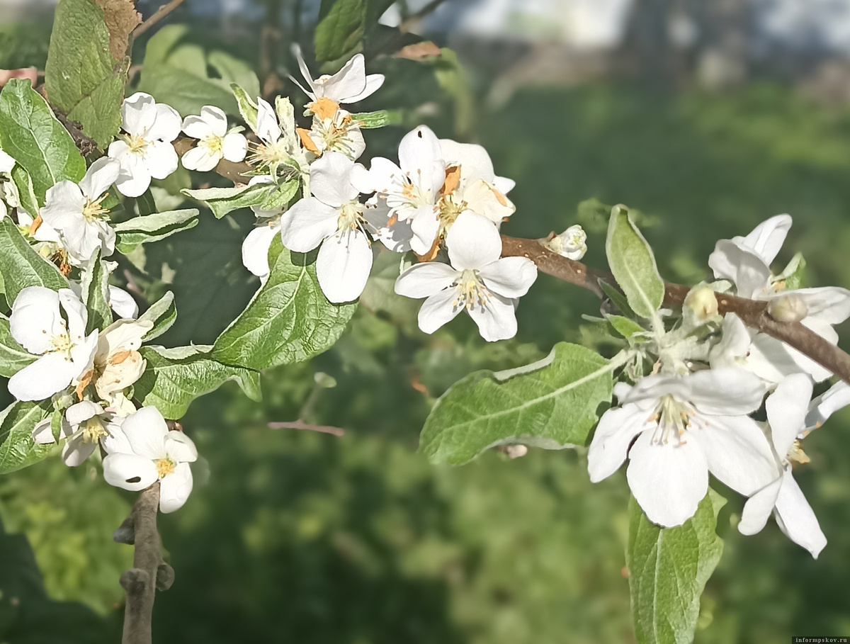 Яблони зацвели в Себеже. Фото: Марина Изман
