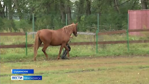 В Шушенском отметили День лошади