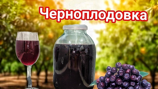 Настойка на Черноплодной Рябине. Вкуснее настойки я не пробовал!