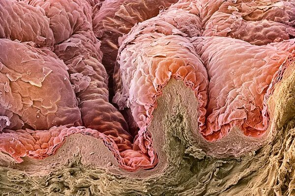    Science Photo Library