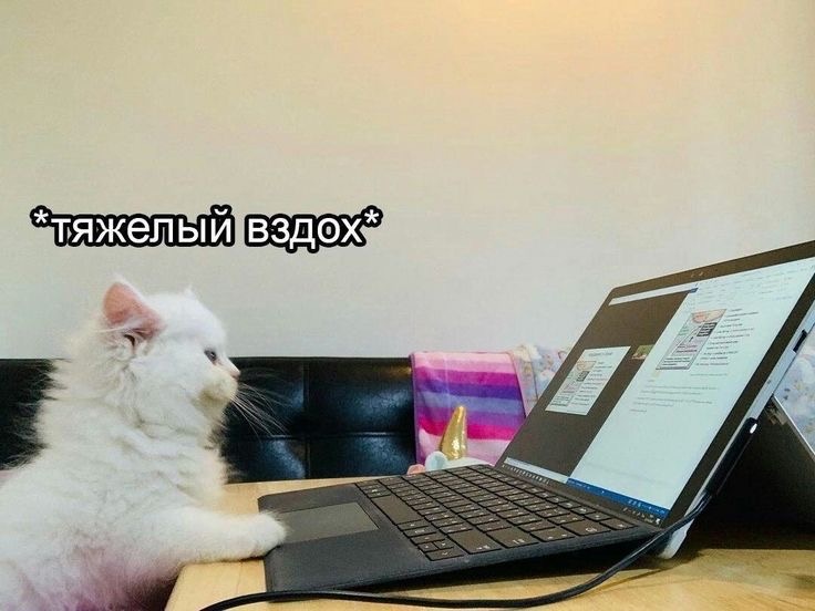 Не можете работать, у вас лапки? Понимаем!