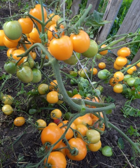 Томаты почти без ухода. Сорта, которые годятся в "подзаборники"