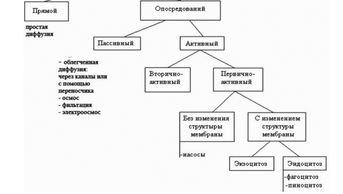 Виды транспорта веществ через мембраны клетки