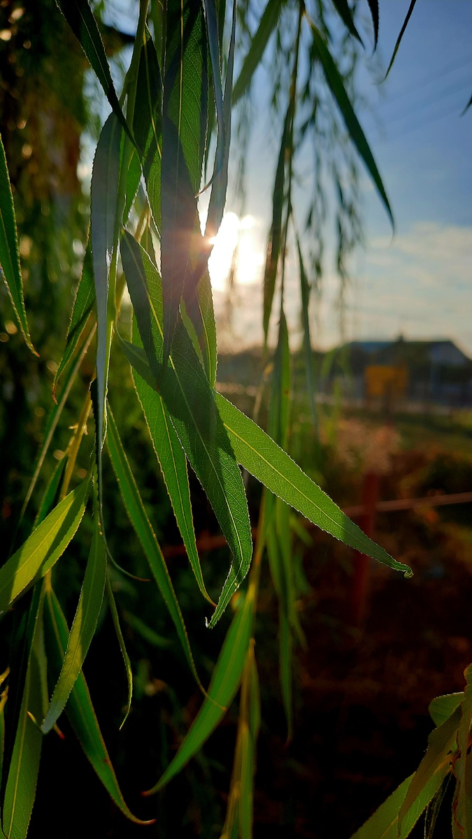 Утром фото сделала 