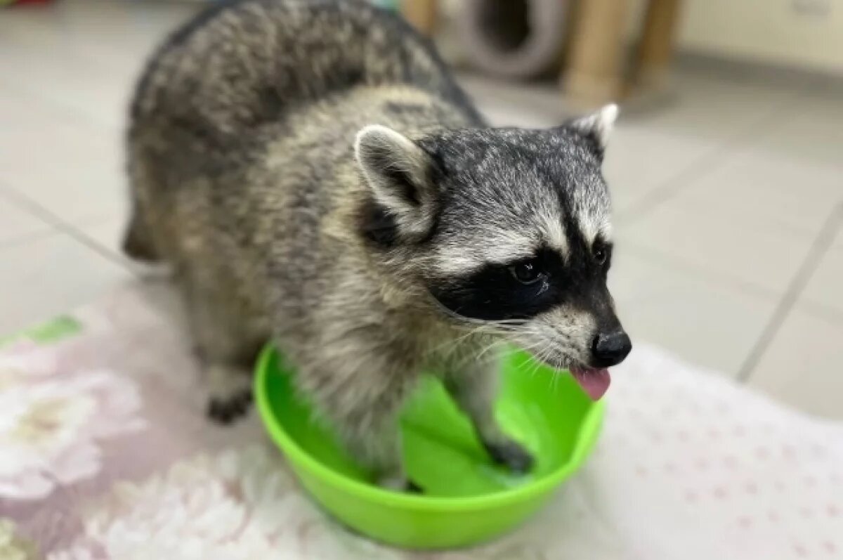    Сотрудники антикафе в Барнауле поймали одного из енотов-беглецов