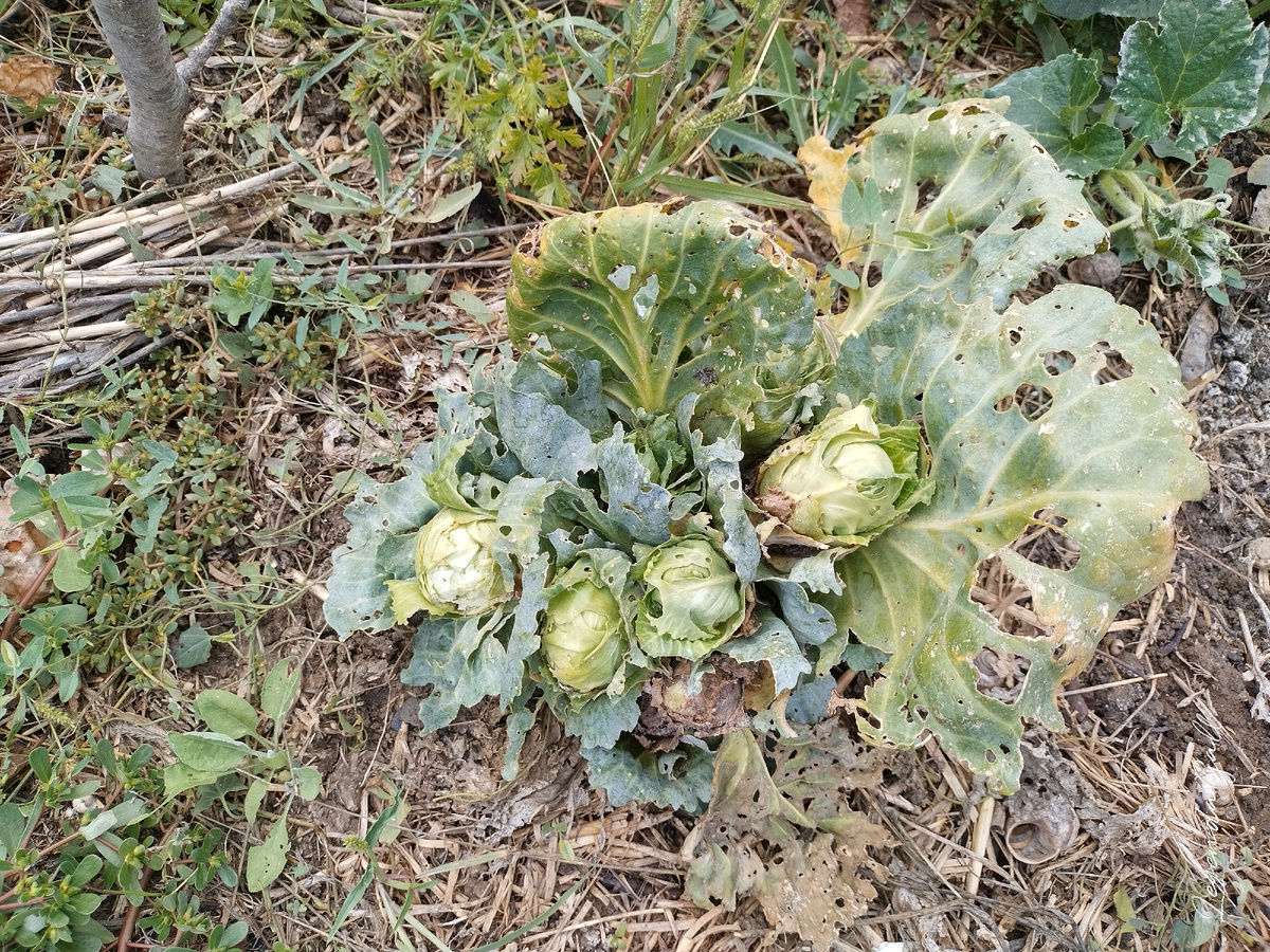 Нравится мне оставлять пеньки капусты, срезая основной кочан. Потом нарастает вот такая веселая кучка. Вчера один кустик курам отдала, они его до кочерыжки съели. 