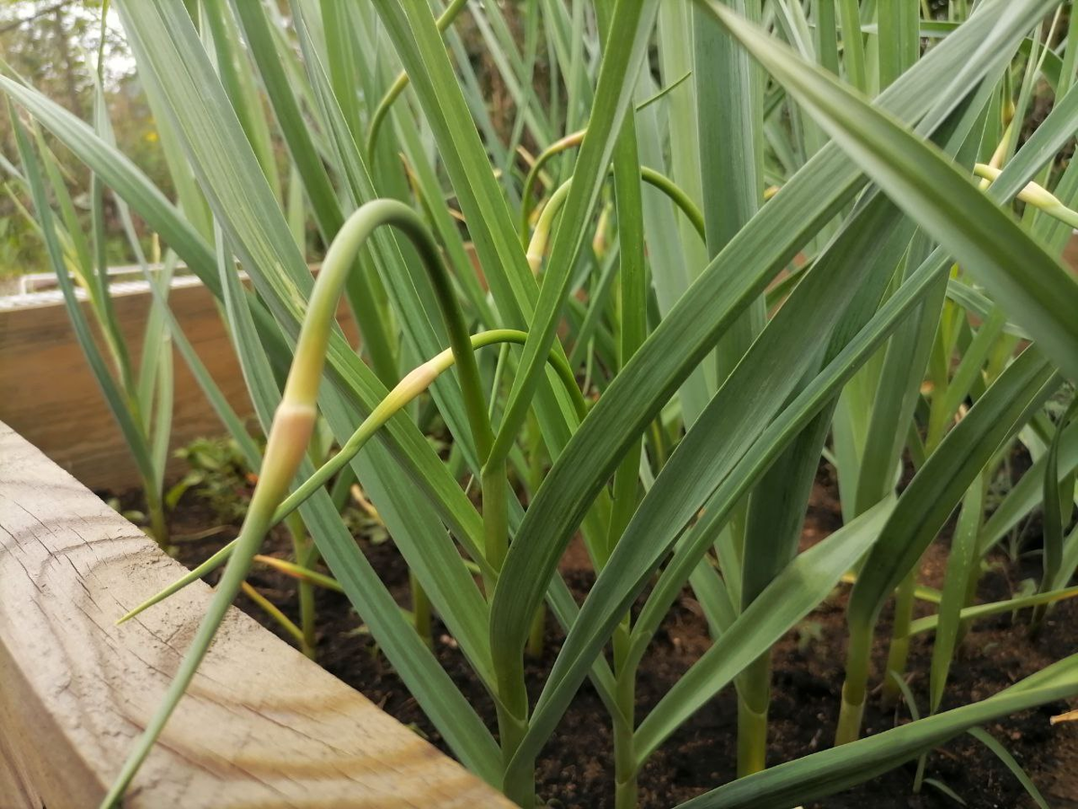 Стрелки на чесноке появляются одновременно с началом закладки зубков, фото автора