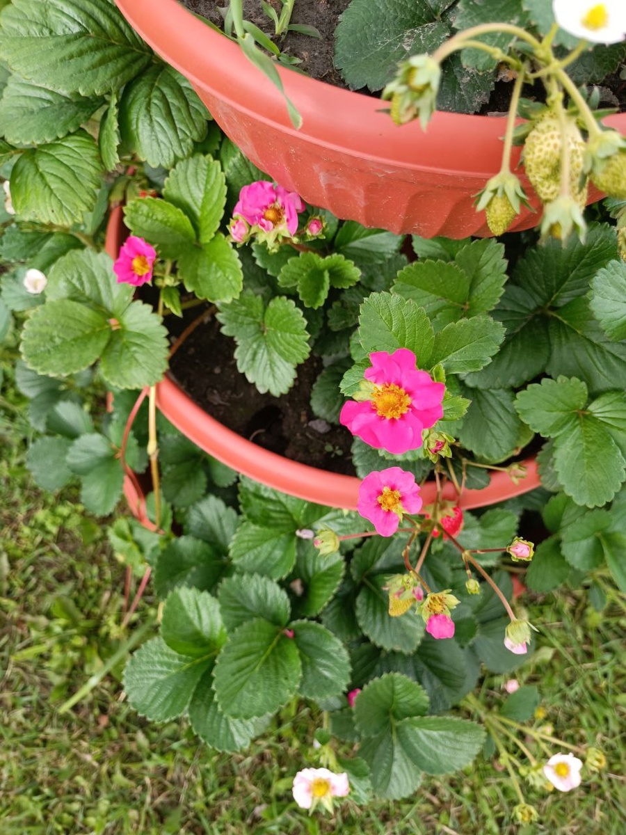 Розовоцветная ремонтантная земляника - это отдельная категория. Сейчас очень много сортов существует. Обычно выращивают для кашпо, там растения проявляют наибольшую декоративность, требует подкормки. 