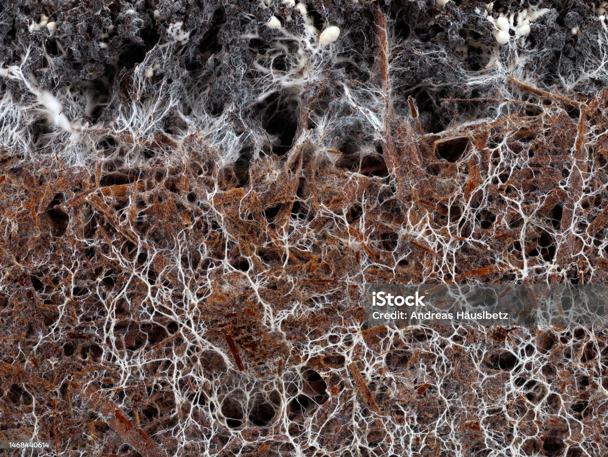 Так выглядит микориза, фото с сайта  iStock .