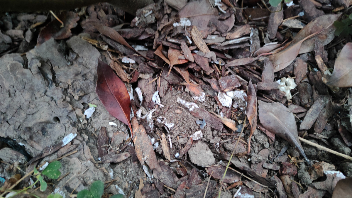 Фото от 12.09.2024 г. На мульче образовался белый налет, это и есть микориза.