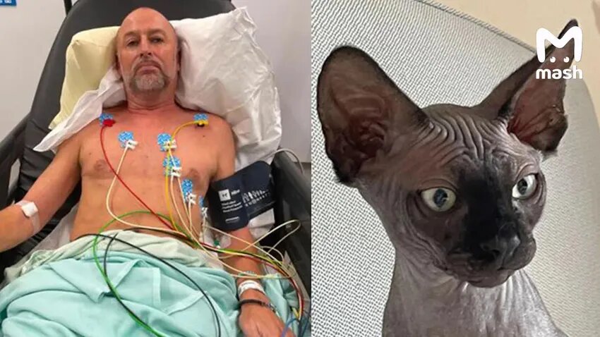 В Египте музыкант споткнулся о кота - и едва не погиб. Фото: @t.me/mash