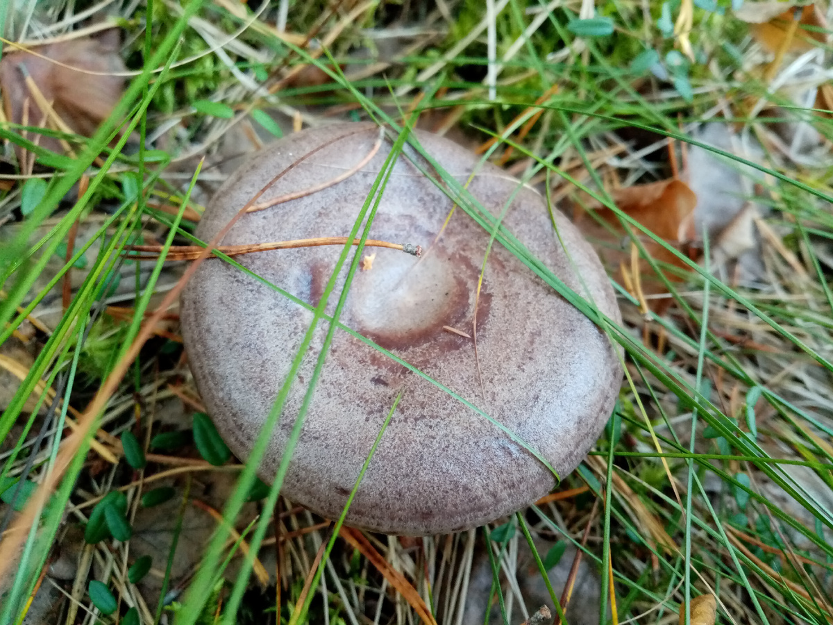 Красавчик гладыш, фото автора