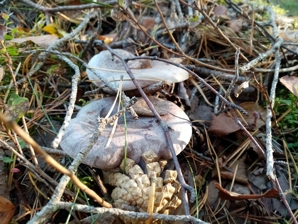 Парочка гладышей прячется под веточками, фото автора