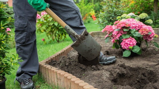    Можно ли сажать гортензию осенью, и как выбрать качественный саженец Мария Демушина