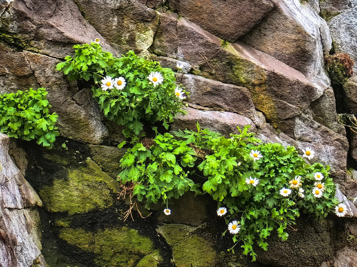 Мои любимые ромашки цветут и здесь. Прямо на скалах в Тихом океане.
