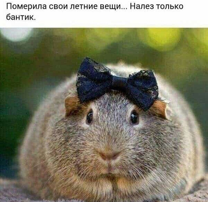 Немного юмора вам в ленту 😁 Картиночка из интернета, находится она в свободном доступе) 